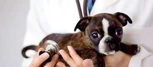 A dog being taken care of by a vet in Mansfield, Texas.